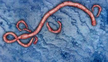 No Longer Ebola-Free: Liberia Reports New Case