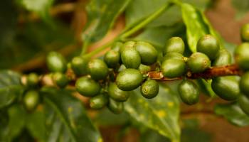 Authors Retract Flawed Green Coffee Extract Study Featured on Dr. Oz