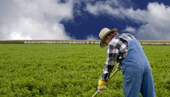 Clearing Vegetation Near Farms May Backfire