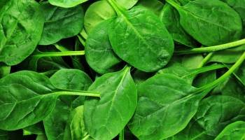 Drop That Spinach —  It Could Be Contaminated