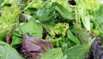 Leafy Greens, Your Intestinal Health and Fighting Salmonella  