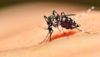 Zika Virus: Genetically Modified Mosquito 