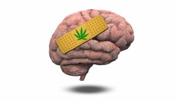 Marijuana, Memory and Middle Age