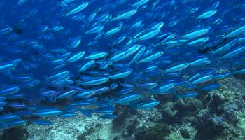 Mercury Levels In Today's Ocean Fish  
