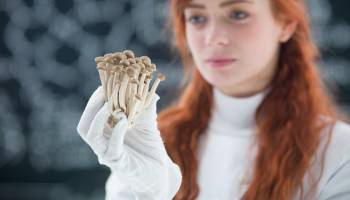 How 'Magic' Mushrooms Could Help Cancer Patients