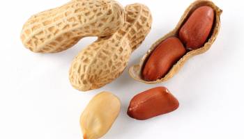 Peanut Allergy Rx May Be on the Way