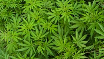 New Drug Curbs Pot Dependence