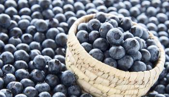 Alzheimer's Protection From Blueberries? 