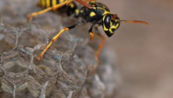 How Wasp Venom Might Fight Cancer