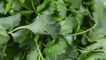 Nasty Bug Outbreaks Tied to Cilantro