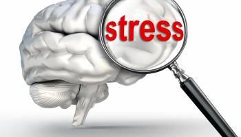 Is Chronic Stress Wiping Your Memory?