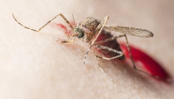 How Zika Virus Might be Linked to Guillain-Barré Syndrome  