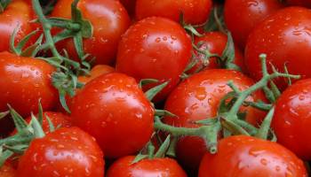 A Much Healthier Tomato 