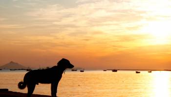 A Diabetes Patient and Her Dog