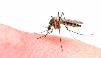 Stopping Zika Virus at the Source: Mosquitoes