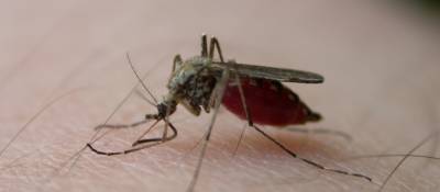 Mosquito-Carrying Diseases May Threaten Kids
