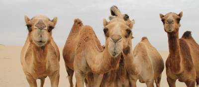 Camel Pinned as MERS Source
