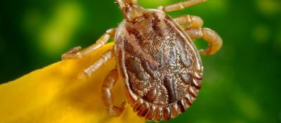 The True Cost of Treating Lyme Disease