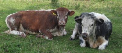Slight Mad Cow Risk Leads to Recall