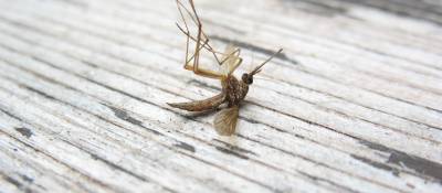 West Nile Affecting Many US States