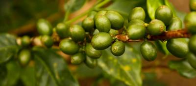 Authors Retract Flawed Green Coffee Extract Study Featured on Dr. Oz