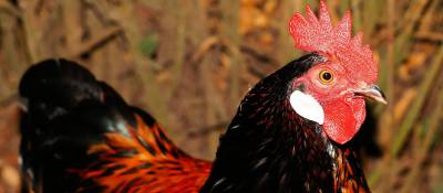 Japanese Chickens Test Positive for Bird Flu