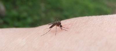 DEET Mosquito Repellent Seemed Safe