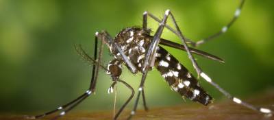 Mosquito-Borne Virus Spikes in Western Hemisphere