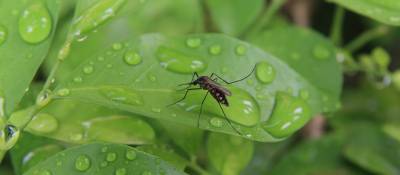 Fight Mosquitoes with Mosquitoes