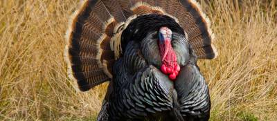 Bird Flu Shows Up in Arkansas Turkeys