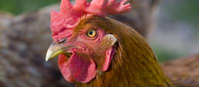 Costco Chicken May Soon Get a Little Healthier