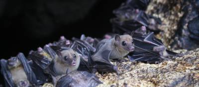Ebola Outbreak Brought About by Bats